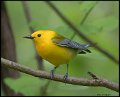 _7SB1990 prothonotary warbler